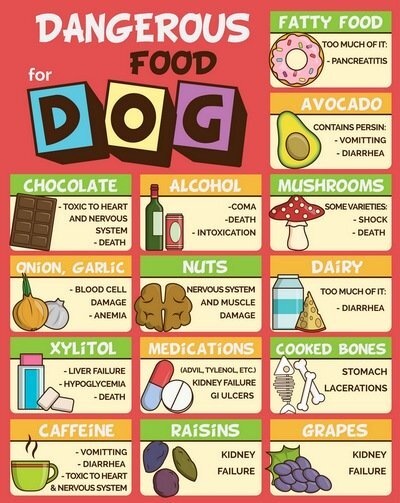 Dangerous food for dogs infographic